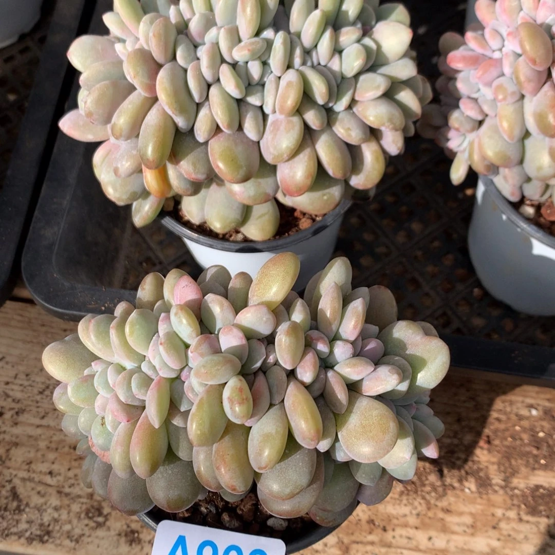 风*A903售后范围：签收起7天内，录开箱视频