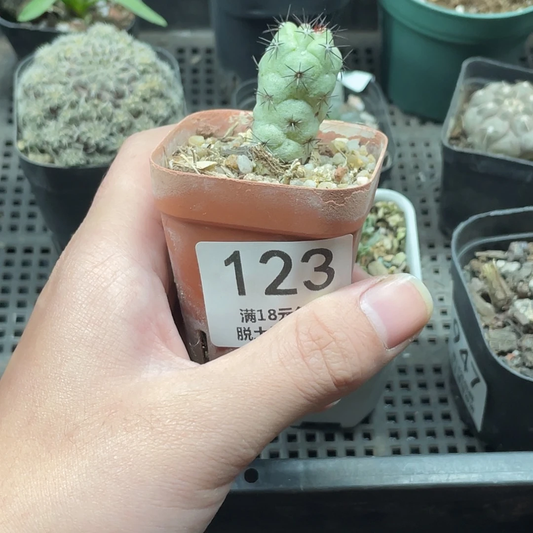 123帝王丸（满18包邮）