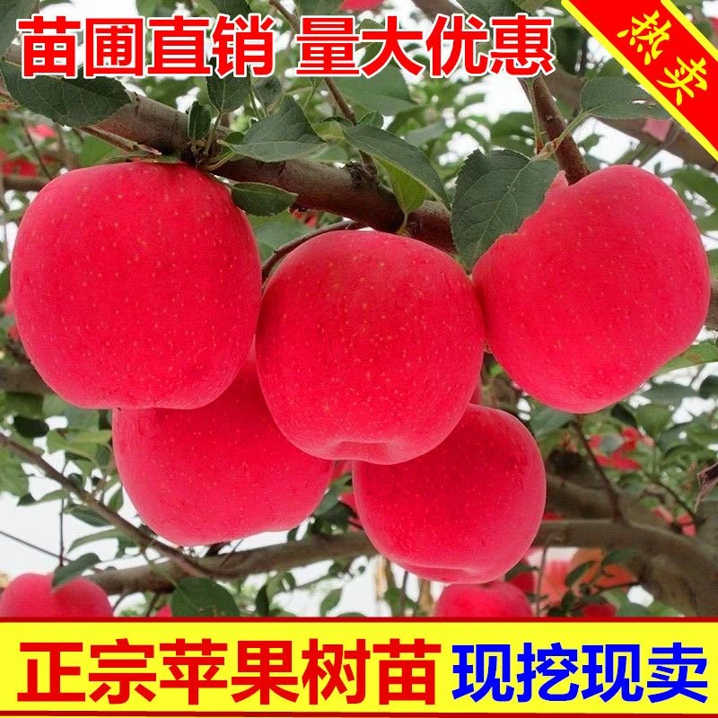 正宗苹果树苗嫁接红富士苹果苗特大糖心地栽盆栽南北方种植果树苗