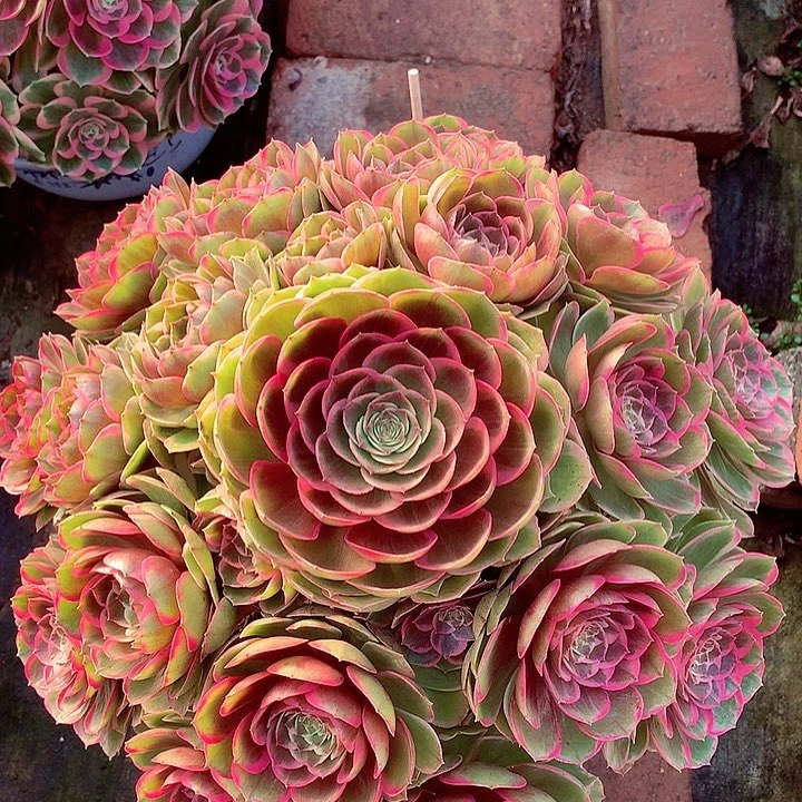 大花妖，多肉植物