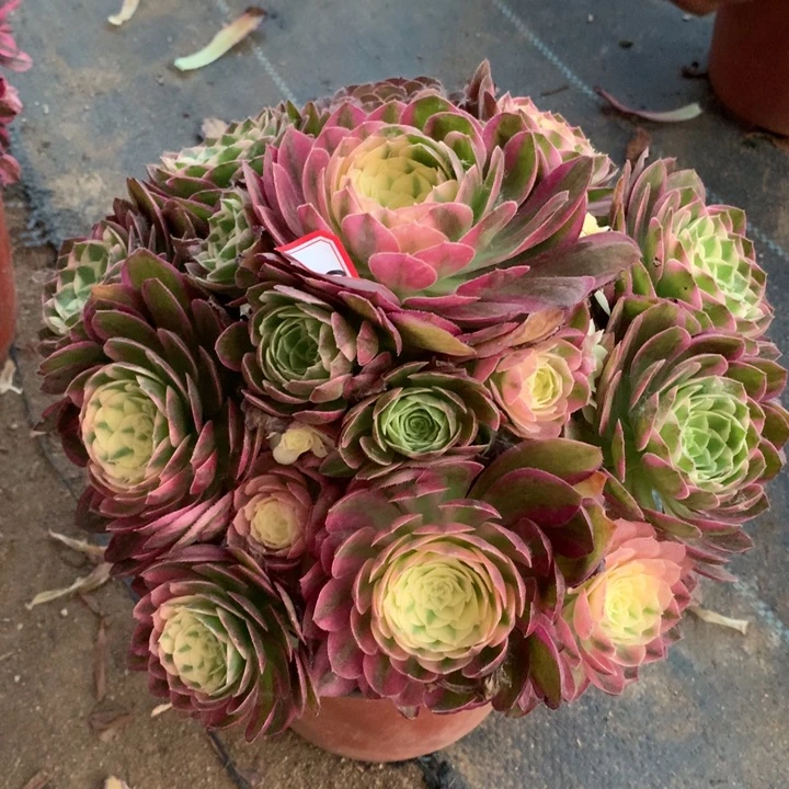 芳*不包损46号海王手捧寄养