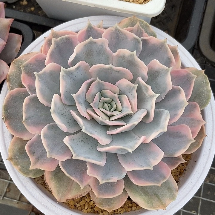 丽娜莲锦多肉植物