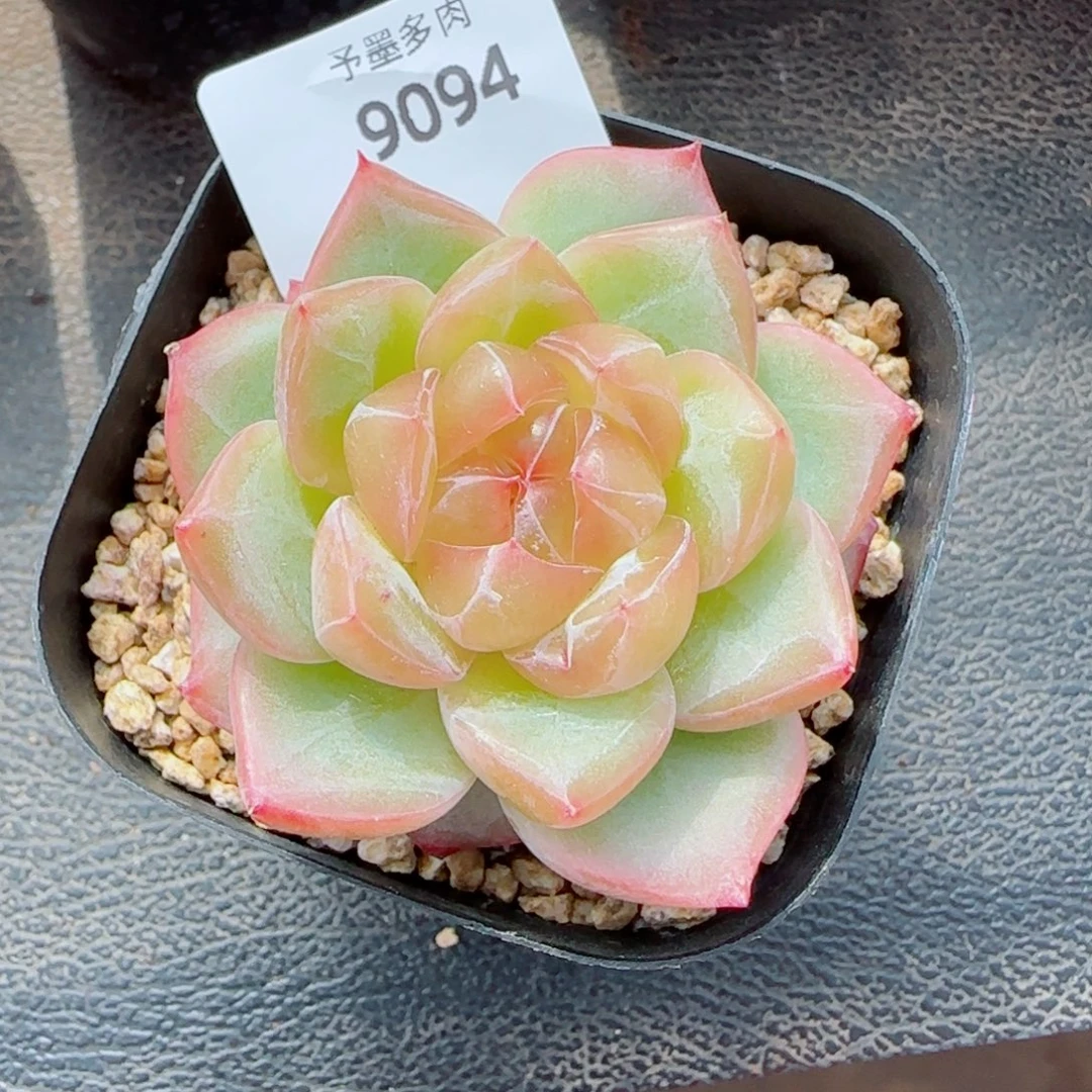 海洋之星，9094多肉植物