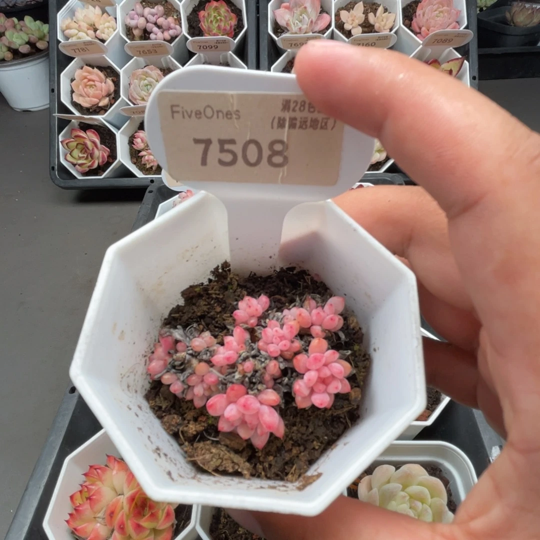 7508可爱泡泡4.5厘米