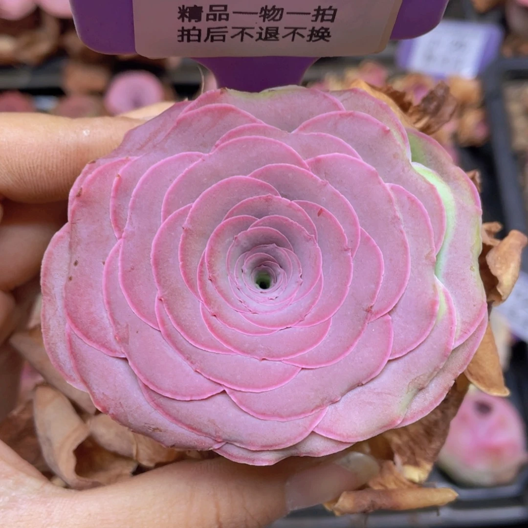 山地玫瑰J394满38包邮裸根发货