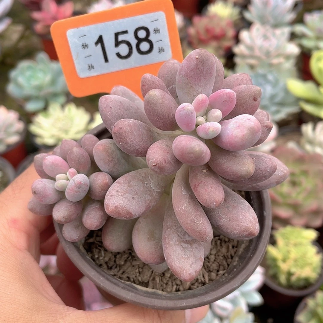 弗***尘158号多肉酱意面和