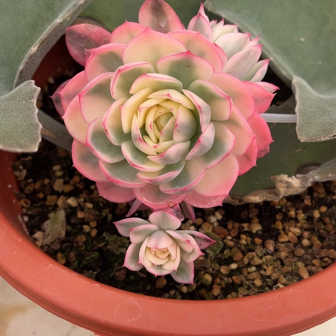 粉水晶锦嫁接多肉植物