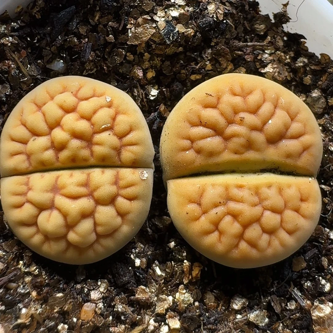 生石花1111111。   182