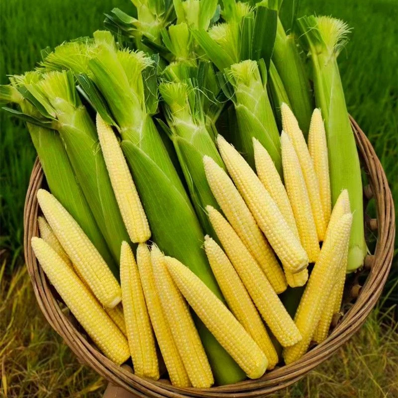 新鲜现摘甜玉米笋迷你小玉米笋小玉米棒迷你超小串串笋玉米笋生吃