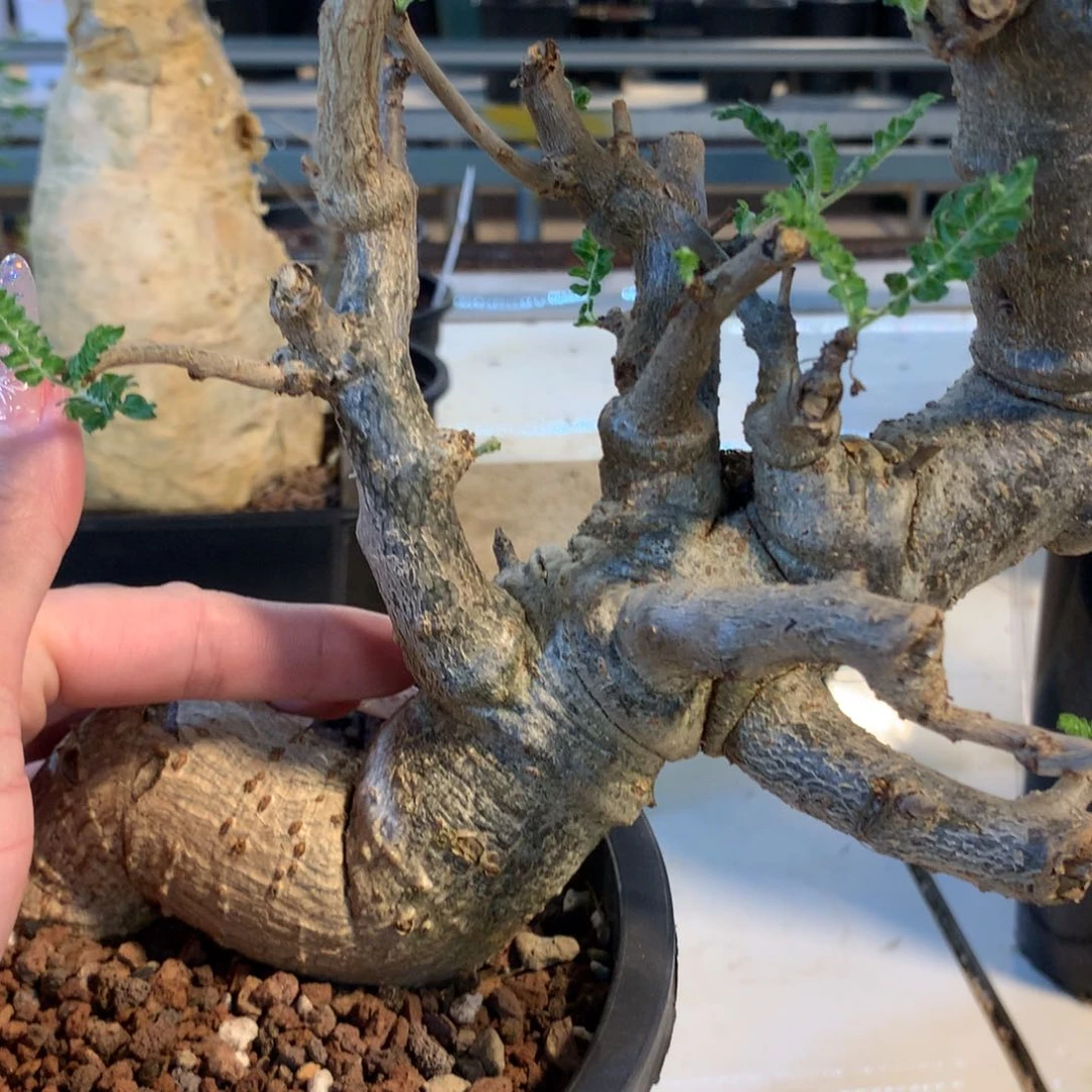 幻**迭尼勒达乳香产地熟桩