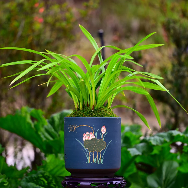 墨兰铭品【万山红】高端紫砂盆 好养盆栽顺丰包邮