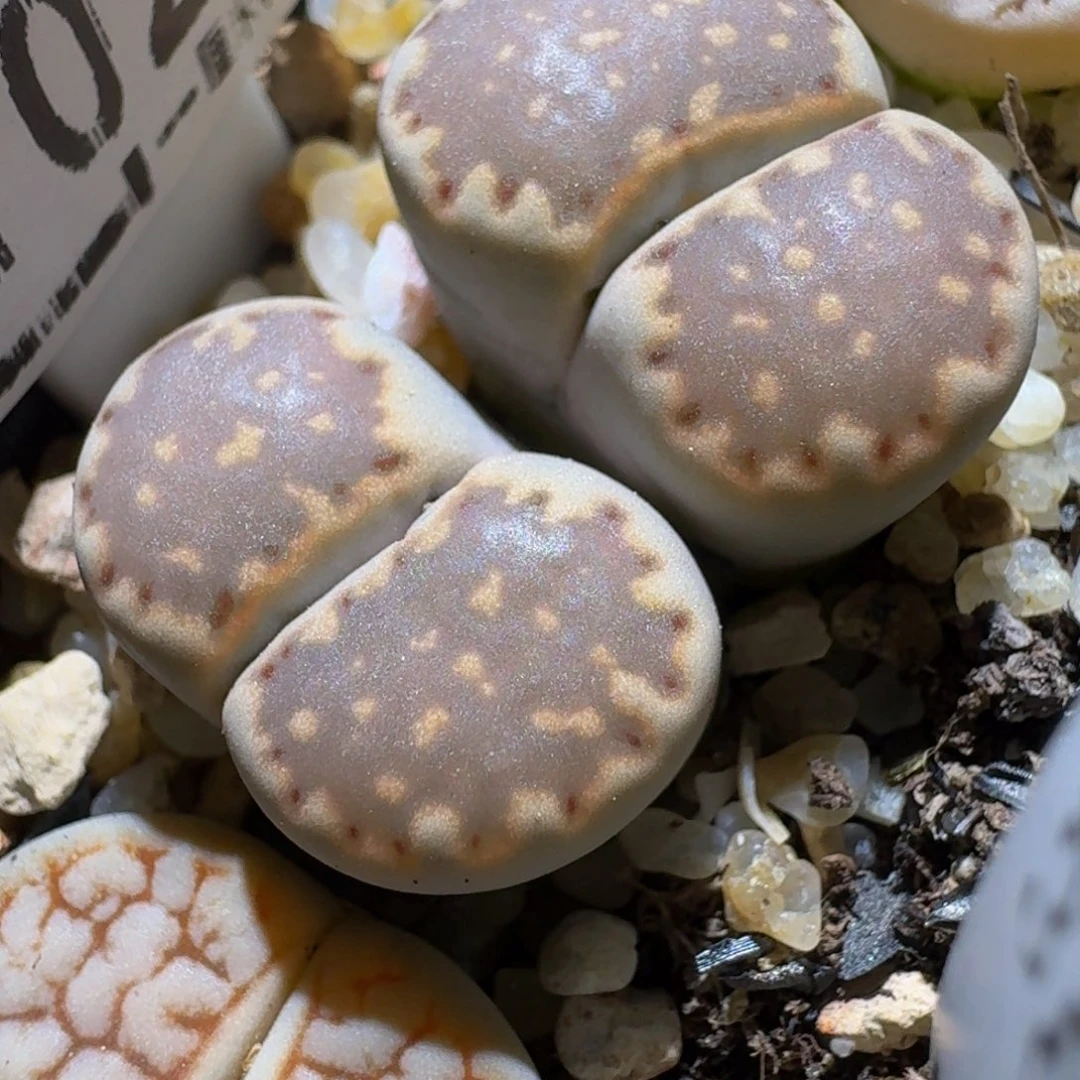 °***Sss清仓便宜出了1024