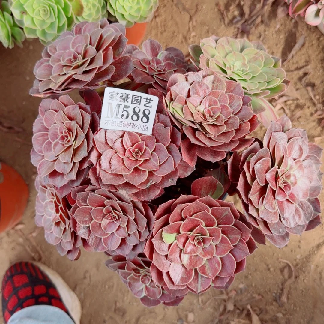 花月夜法师588冠幅26