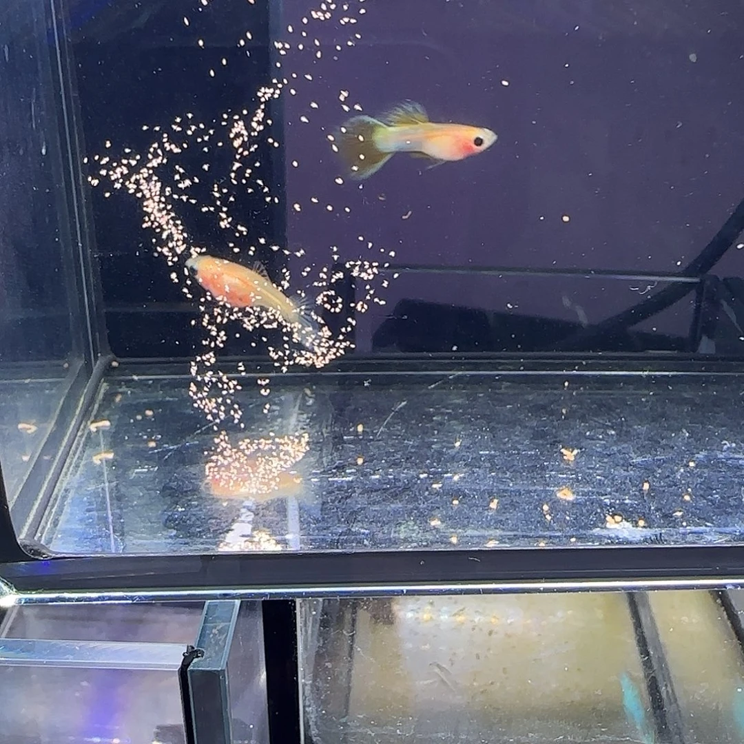 孔雀鱼粉猫幻彩一对