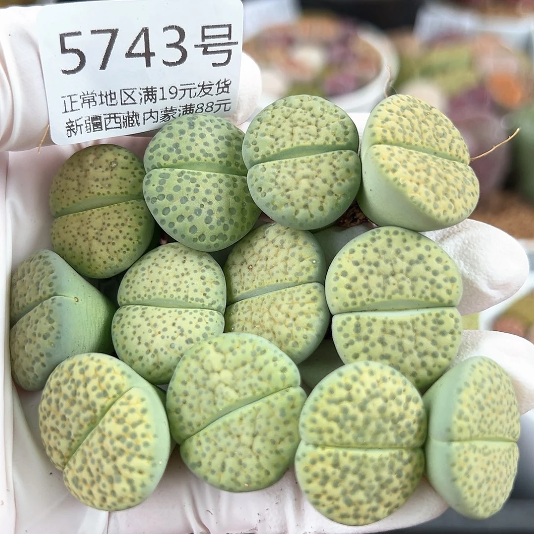 5743 好养易活生石花大母本12个