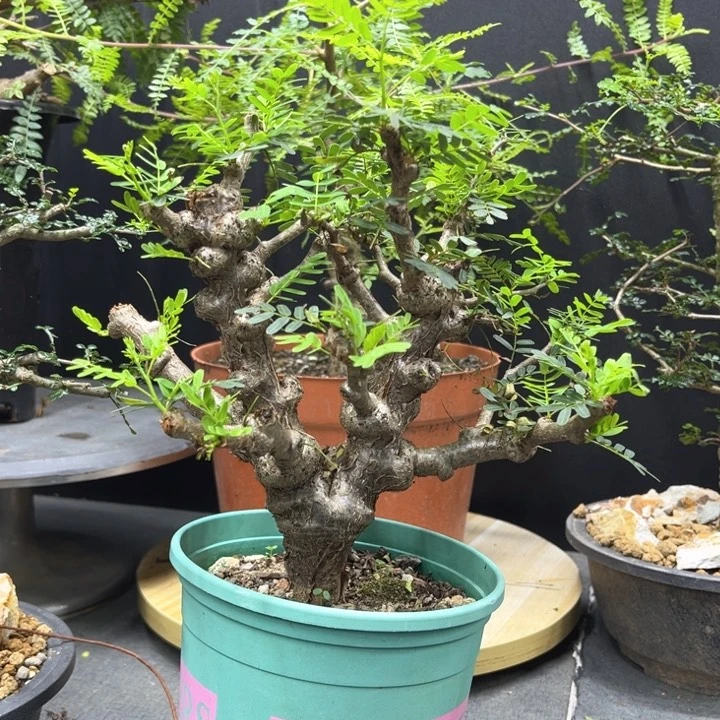 沙漠苏木一物一拍
