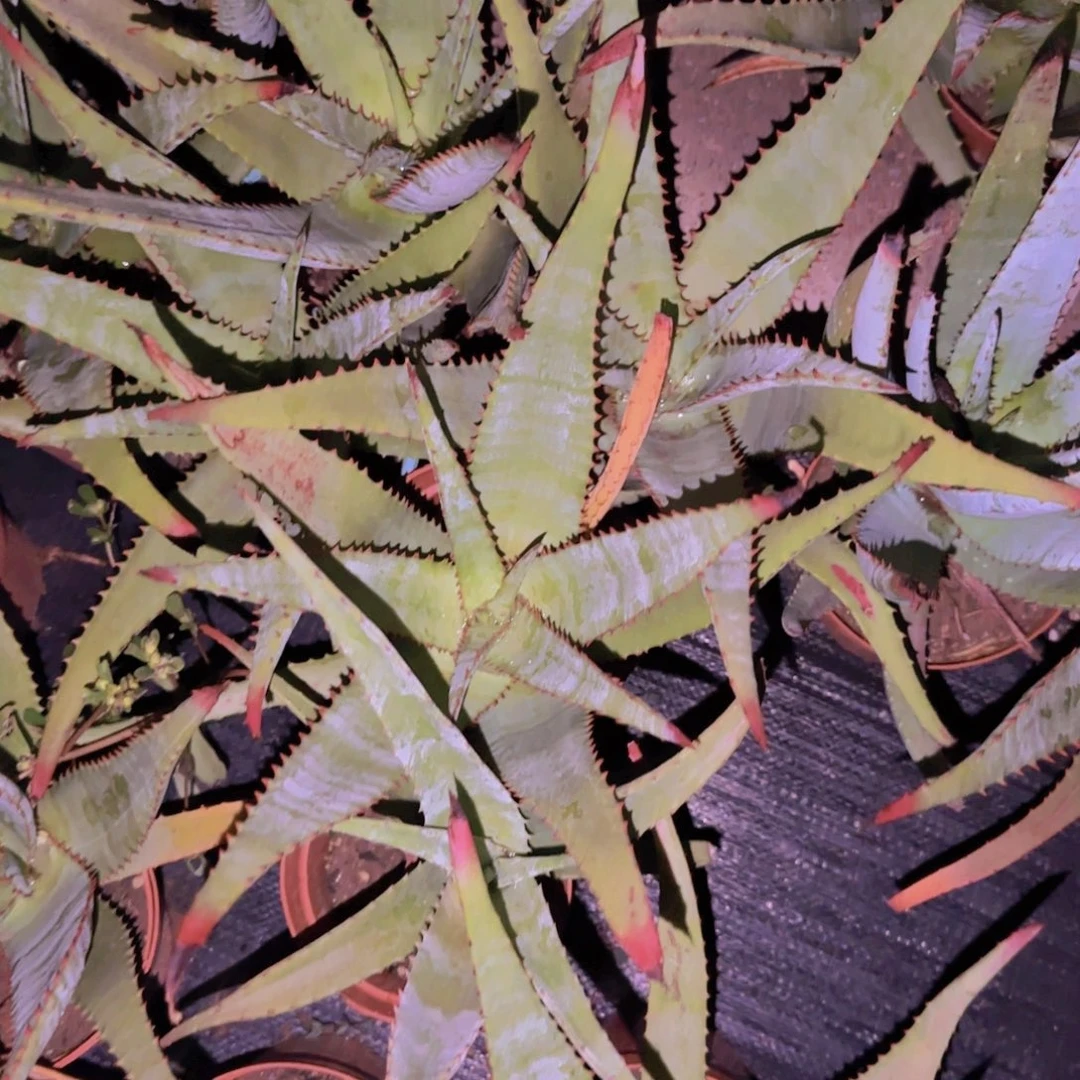 块根植物块根植物块根