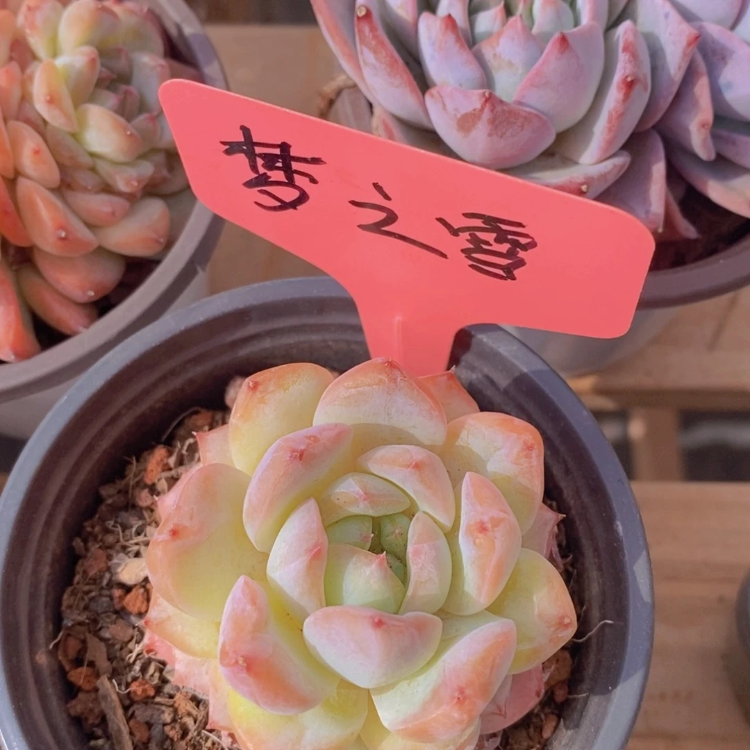 多肉植物,一物一拍,节日活动,3单包邮