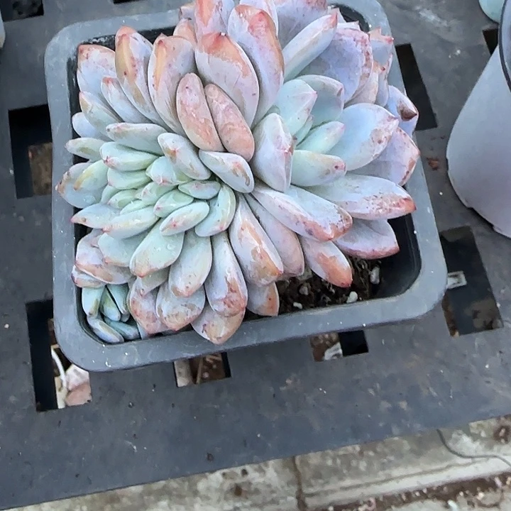 青蛙王子儿童牙膏套装。