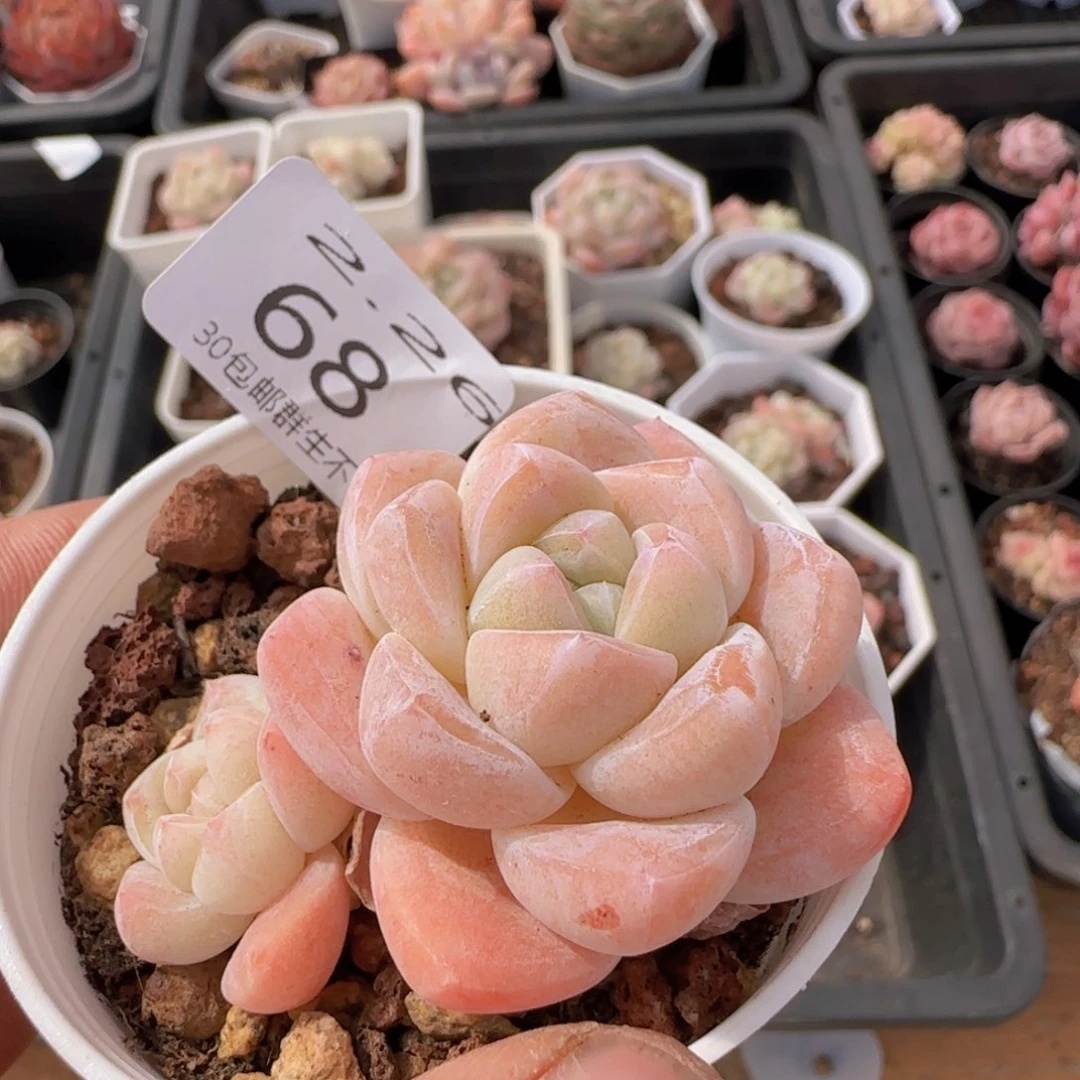哇****?冰玉双头一颗脱土发货