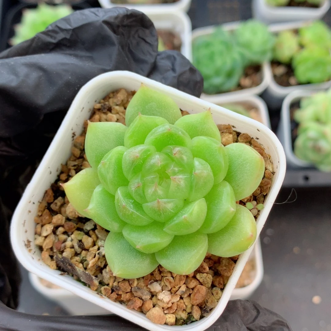 ?58包邮  群生不包整珍妮