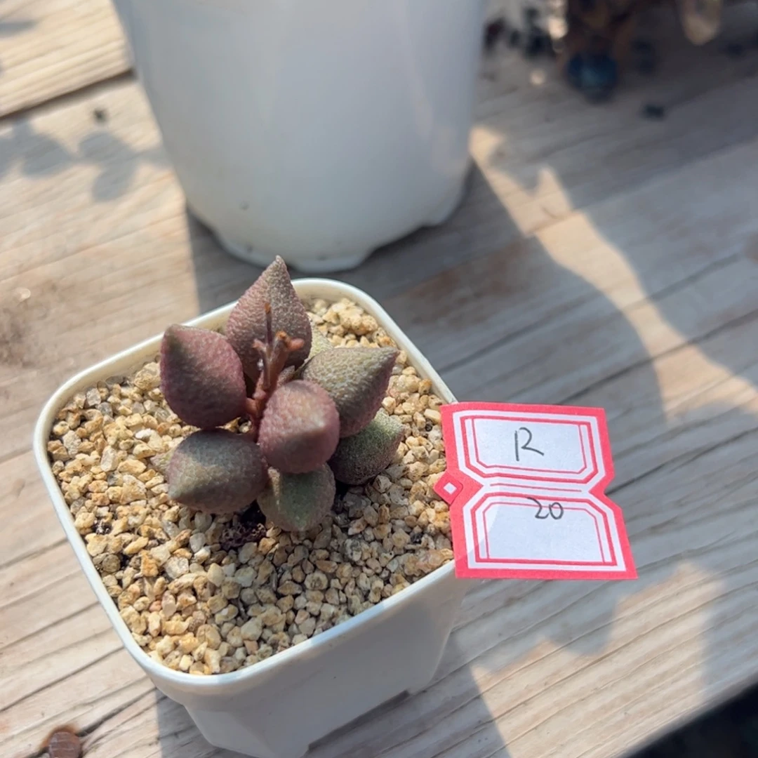 小辣椒水泡多肉植物
