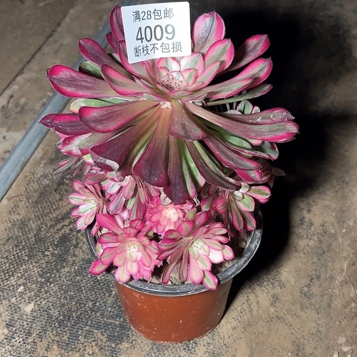 4009红铜白多肉植物