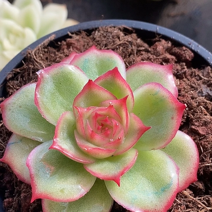 侧影玫瑰锦单头多肉植物