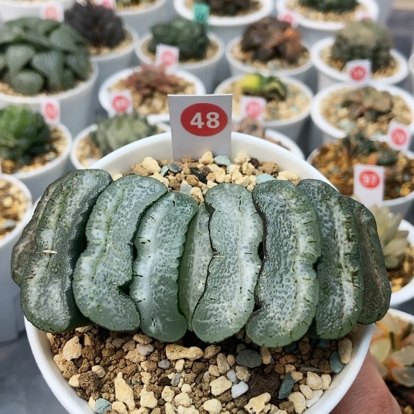 【闪购商品】48雪狼