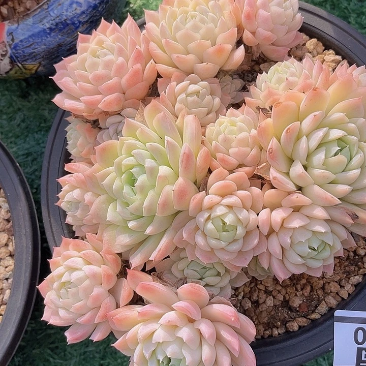 月影杂0970多肉植物