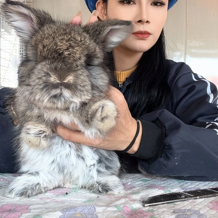 网红安哥拉兔板栗色弟弟