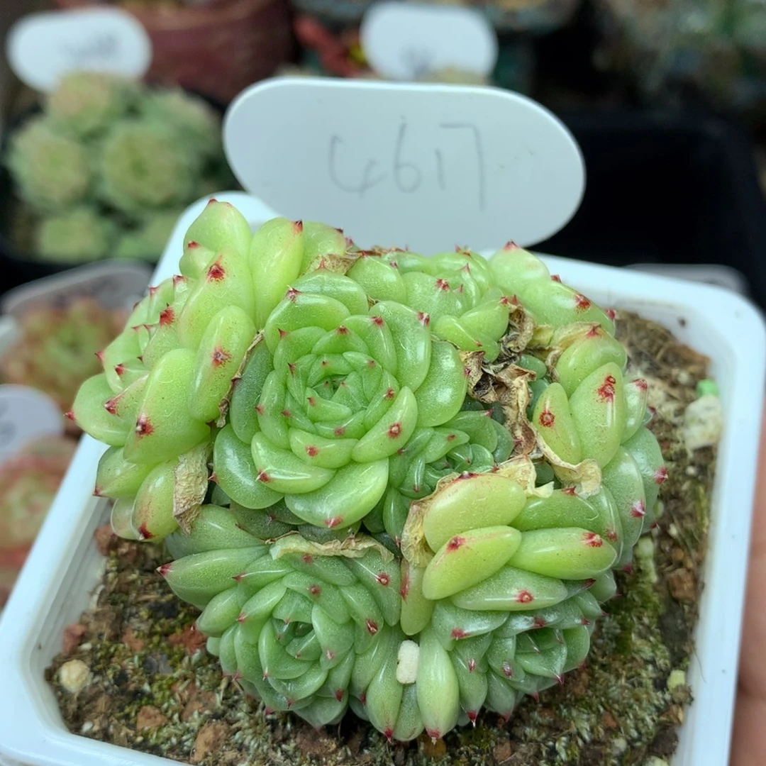 草****r定繁珍妮麦秆专拍4617