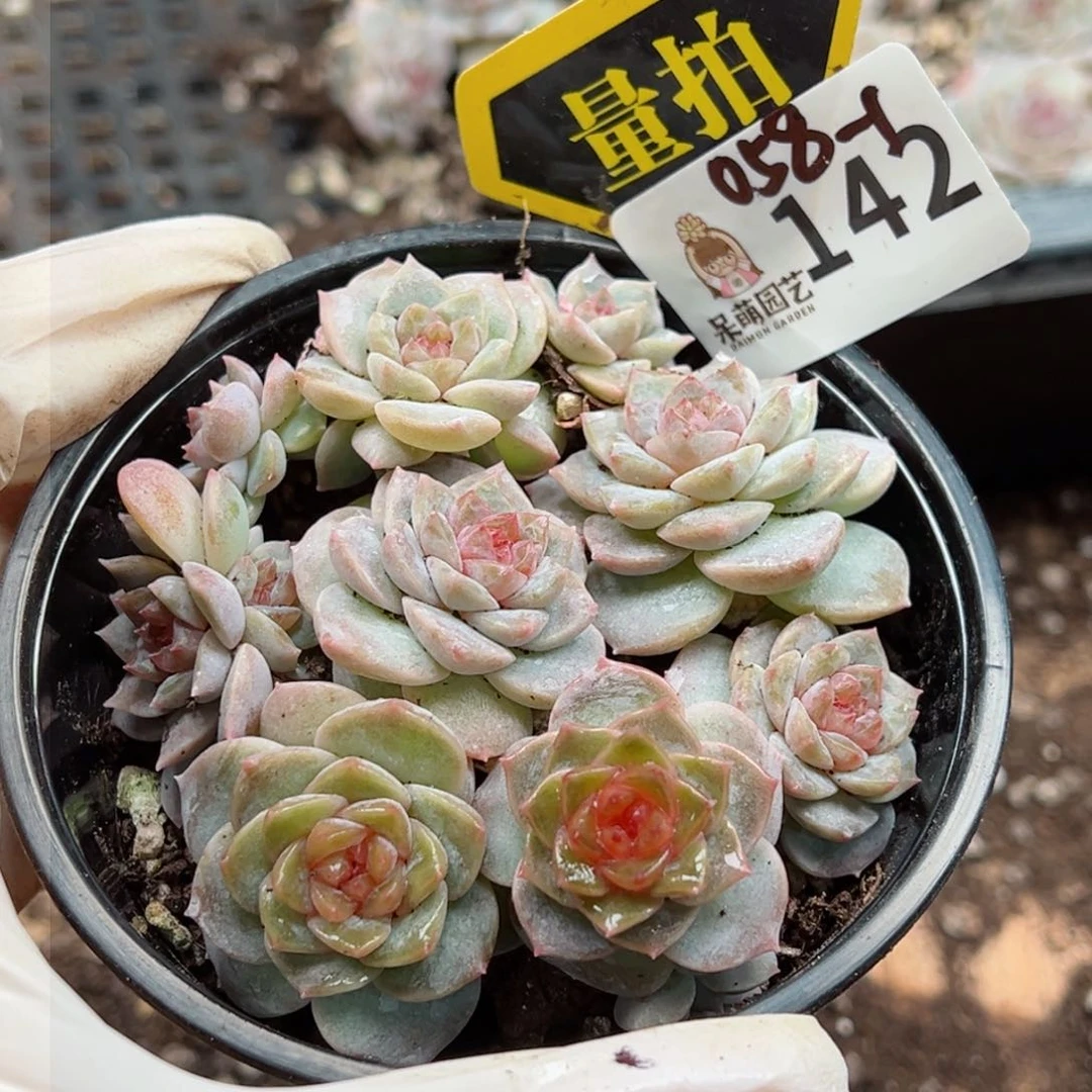 多肉植物多肉植物