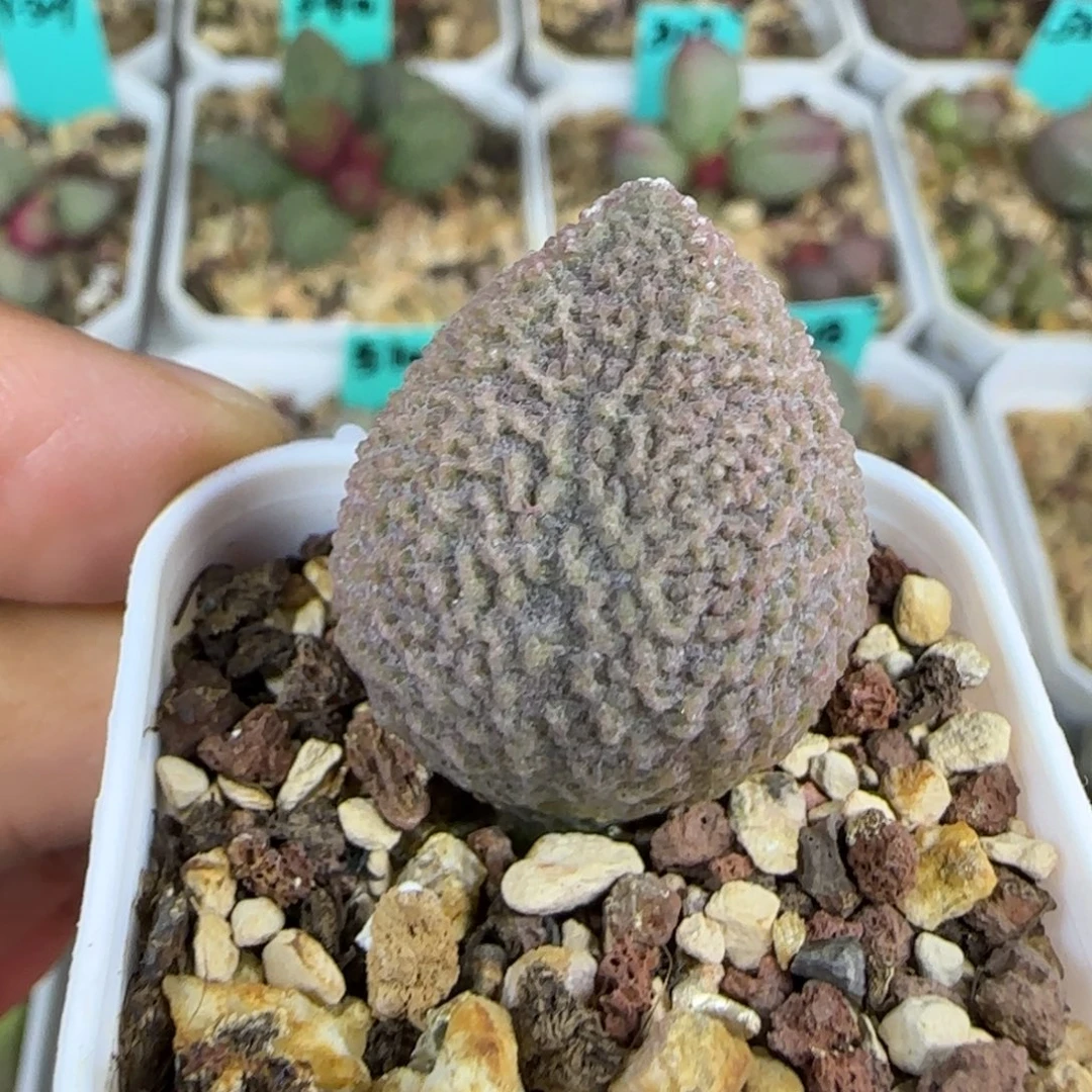 粉光光叶插，四方盆发