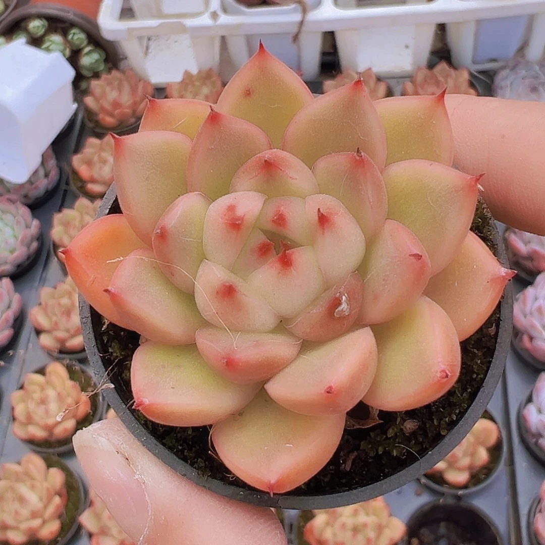 钻石珍妮19包邮多肉