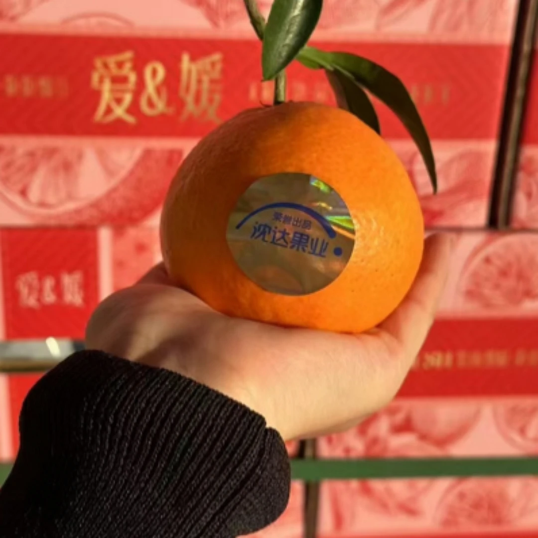 沈达树上熟爱媛38号