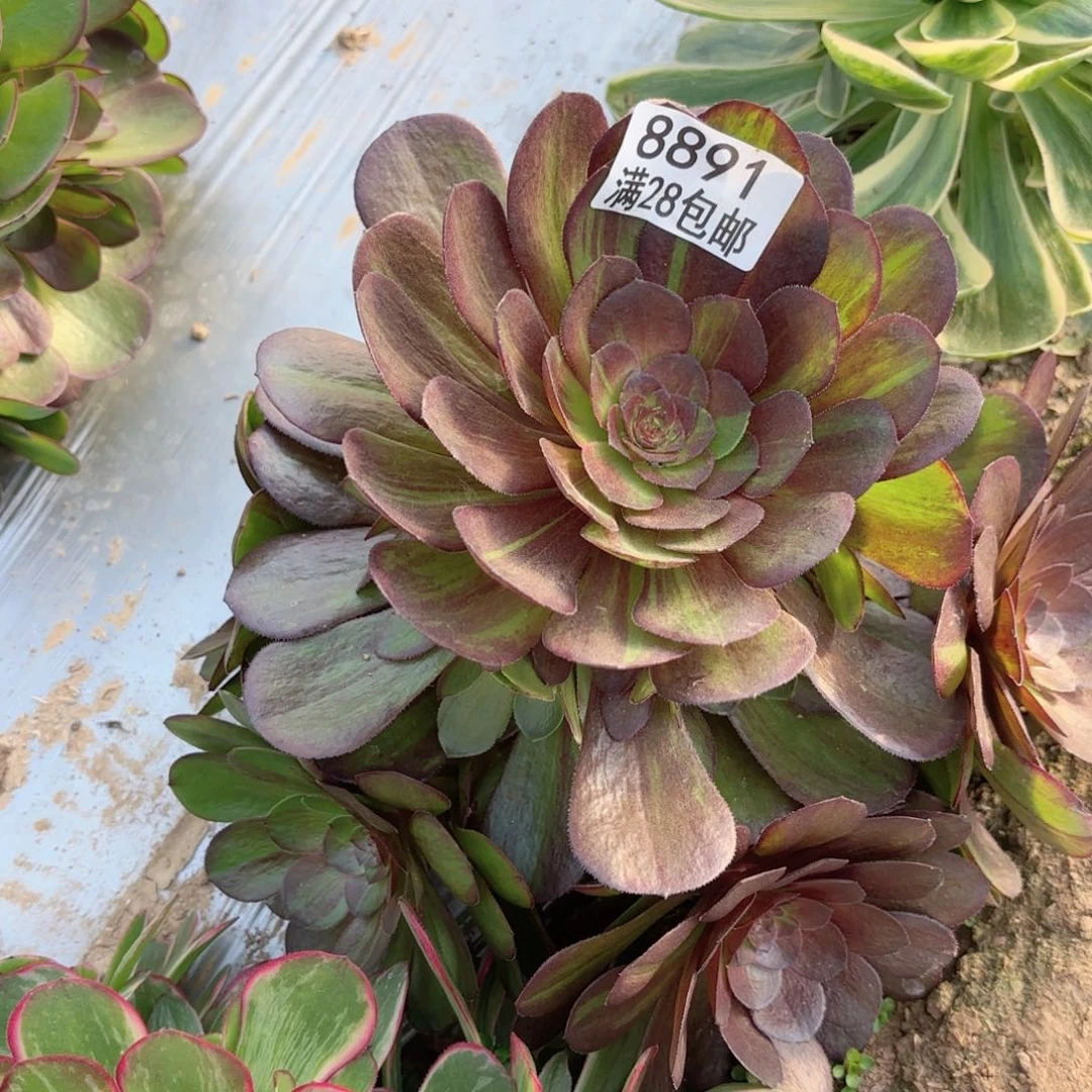 C. 8891花月夜多肉