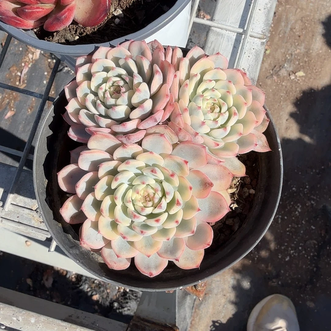 姬莲锦多肉植物精品