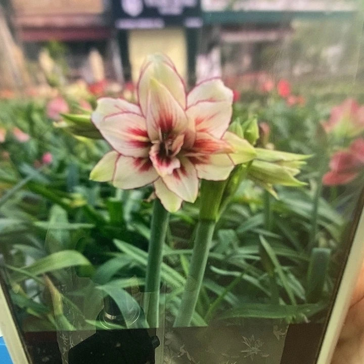 S孤挺花园 双蜻蜓 4.7+2侧