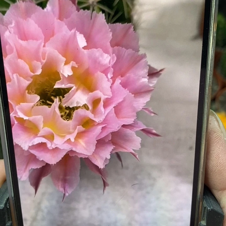 香香妩媚侧芽4公分左右