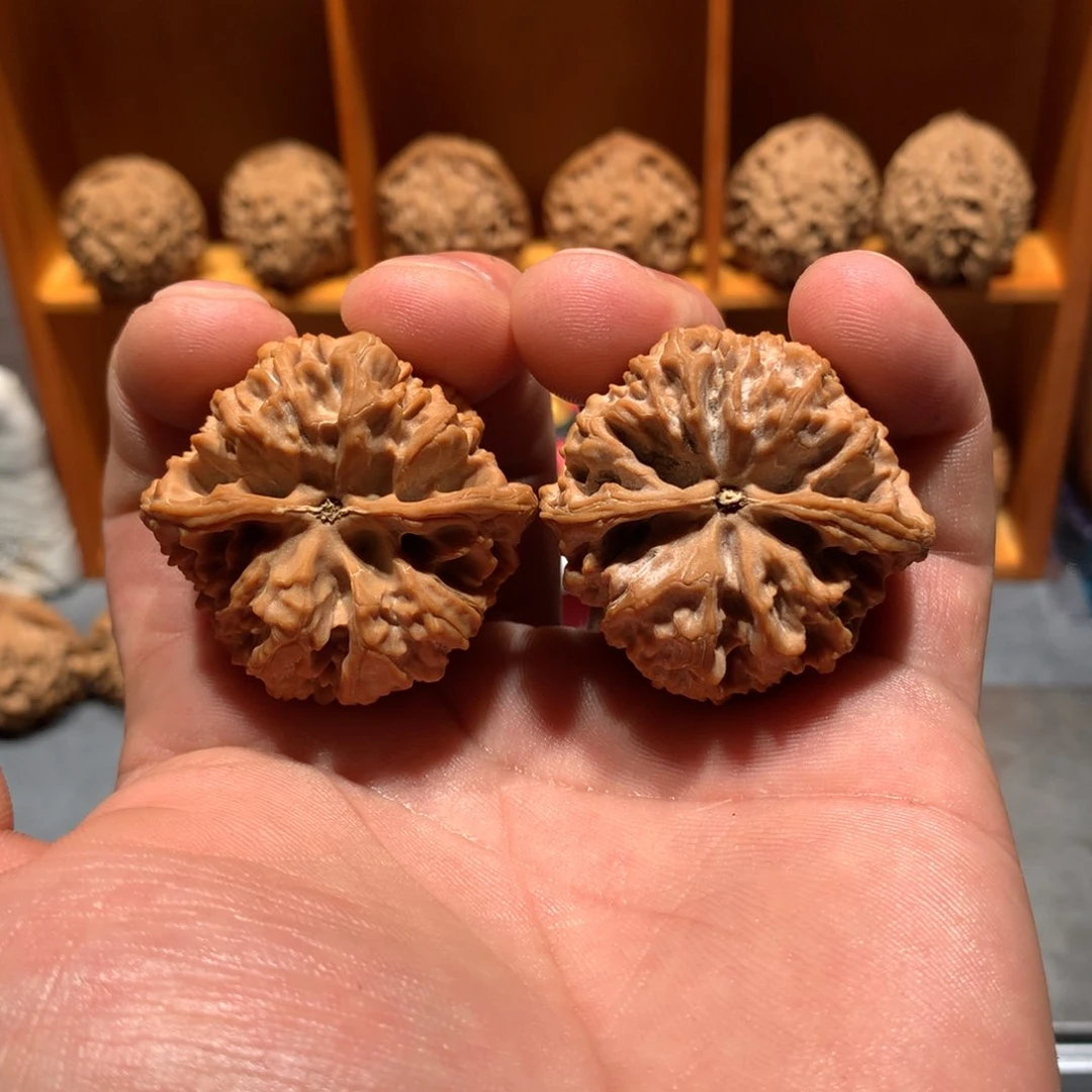 活*?40尺野牛易县窝底狮子头