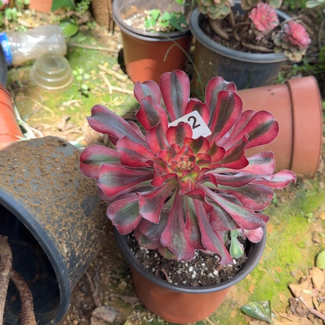 青***雪精品多肉植物0092
