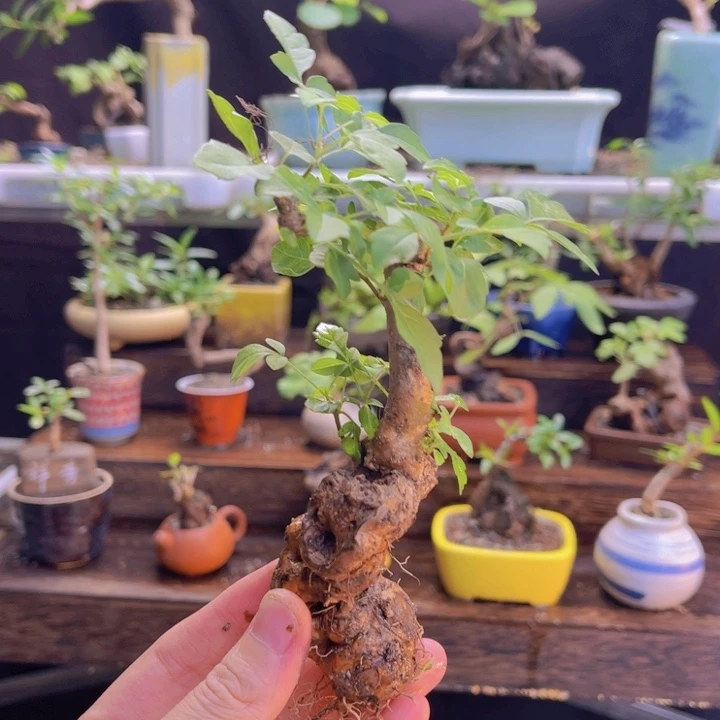 当前无花朵，栽培后可花朵