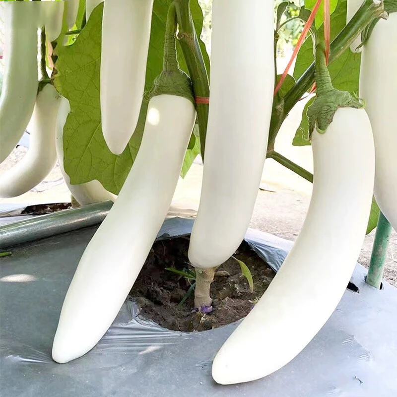 白长茄子种籽大全茄子苗蔬菜种子烧烤茄子种孑菜种籽盆栽四季种植