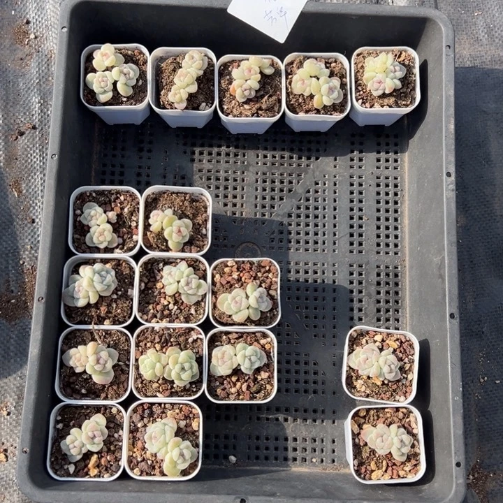 芳华一物一拍专拍的