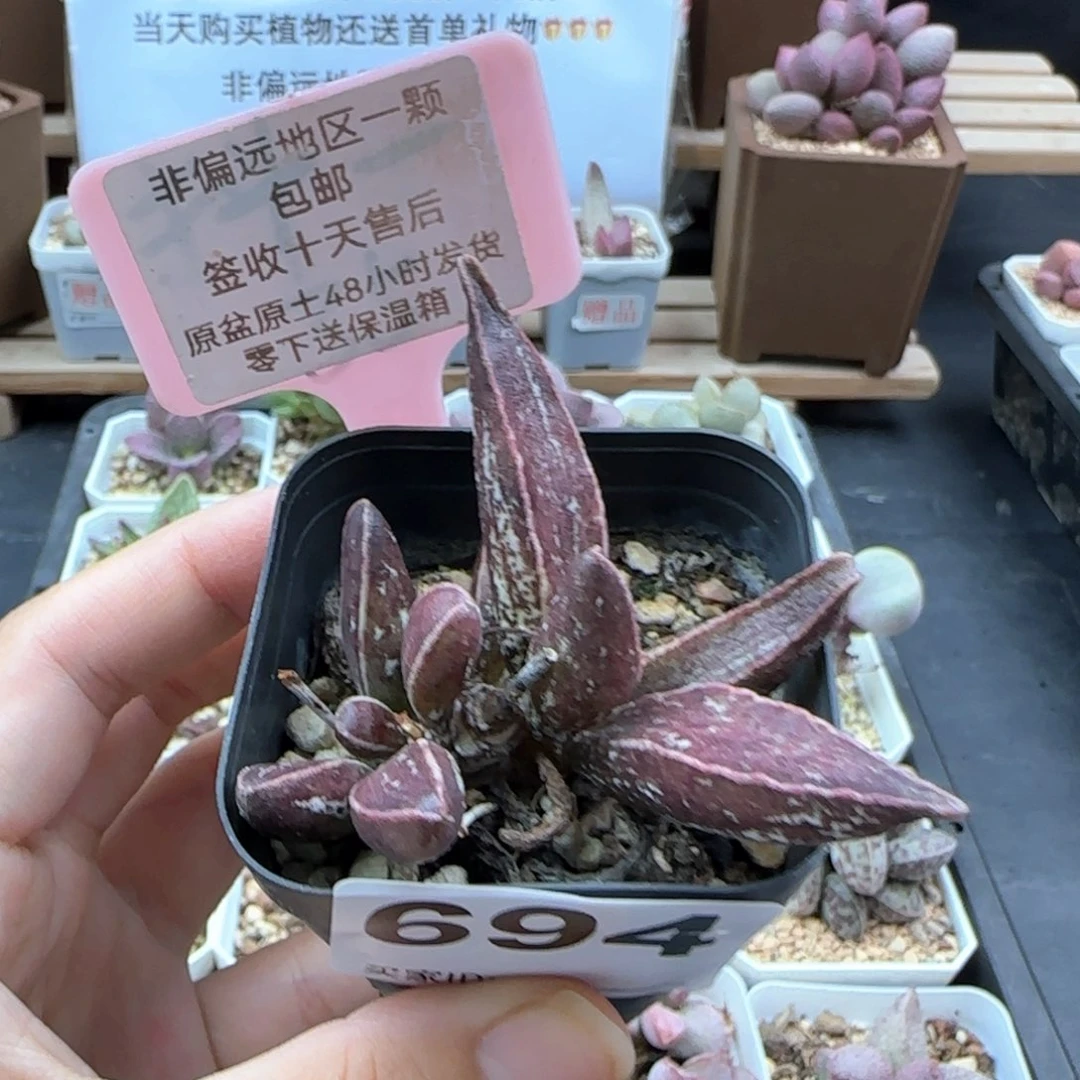 694黑肌楞叶多肉