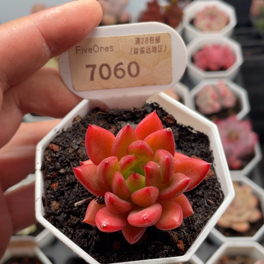 红酒7060-4.0厘米