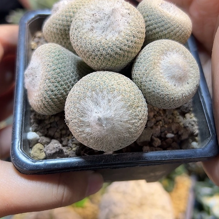 晚46号苗接日系小人帽子无根7.6公分