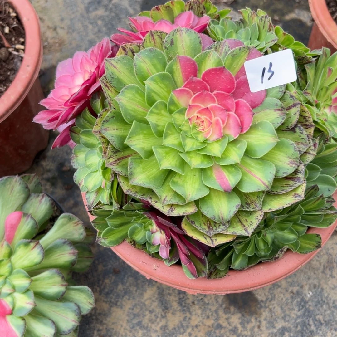 13知否多肉植物系