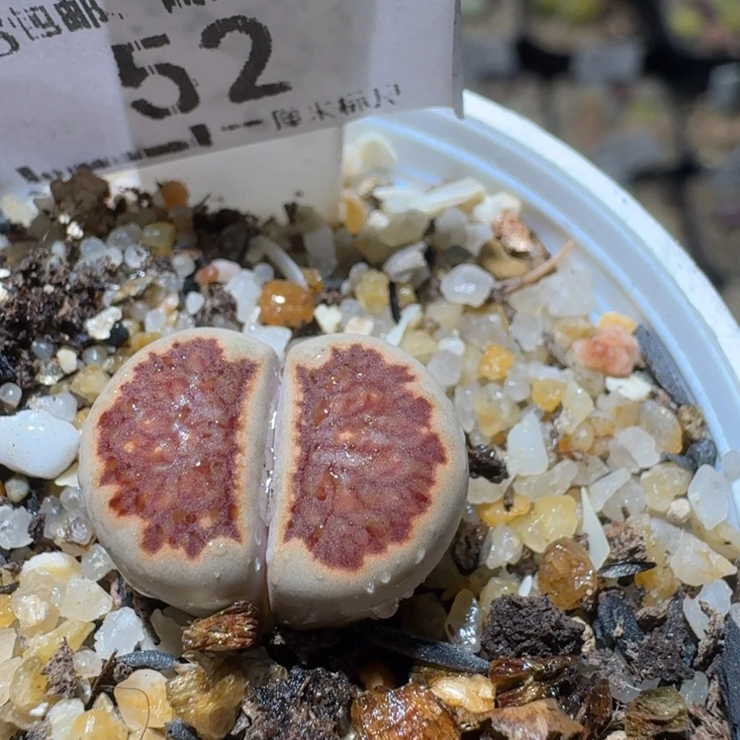 Sss生石花清货了52服